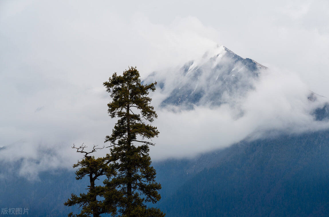 
当归补血汤 炖汤佳品 两种药 一个补气 一个补血 以气补血|IM电竞官网(图8)