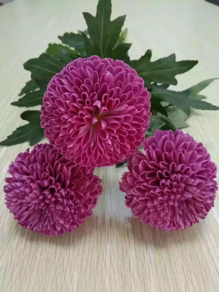 宝丰县闹店镇周营小学:疫情阻断上学路教材发放暖人心-IM电竞官网(图3) IM电竞官网