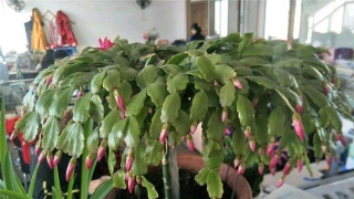 ‘IM电竞平台’北京市六险一金首年不收费 长期护理险体系待成型(图3) IM电竞