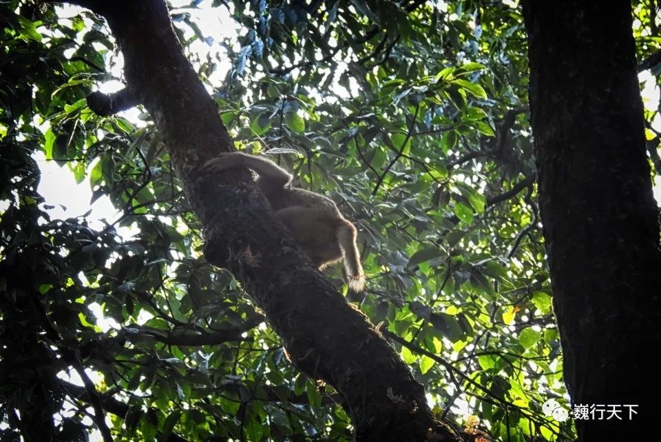 2019上海七宝中学招生-上海小升初:IM电竞官网(图2) IM电竞官网